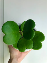 Load image into Gallery viewer, Classic Sweetheart Hoya (Hoya Kerrii)