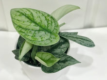 Load image into Gallery viewer, Satin Pothos (Scindapsus Pictus Exotica)
