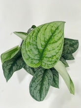 Load image into Gallery viewer, Satin Pothos (Scindapsus Pictus Exotica)