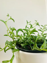 Load image into Gallery viewer, String of Dolphins (Senecio Hippogriff)