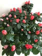 Load image into Gallery viewer, Florist Azaleas (Rhododendron simsii )