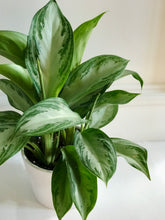 Load image into Gallery viewer, Silver Bay Chinese Evergreen (Aglaonema)