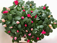Load image into Gallery viewer, Florist Azaleas (Rhododendron simsii )