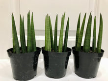 Load image into Gallery viewer, African Spears (Sansevieria cylindrica)
