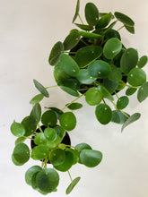 Load image into Gallery viewer, Chinese Money Plant (Pilea Peperomioides)