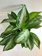 Load image into Gallery viewer, Silver Bay Chinese Evergreen (Aglaonema)