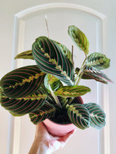 Load image into Gallery viewer, Red Prayer Plant (Maranta Leuconeura)