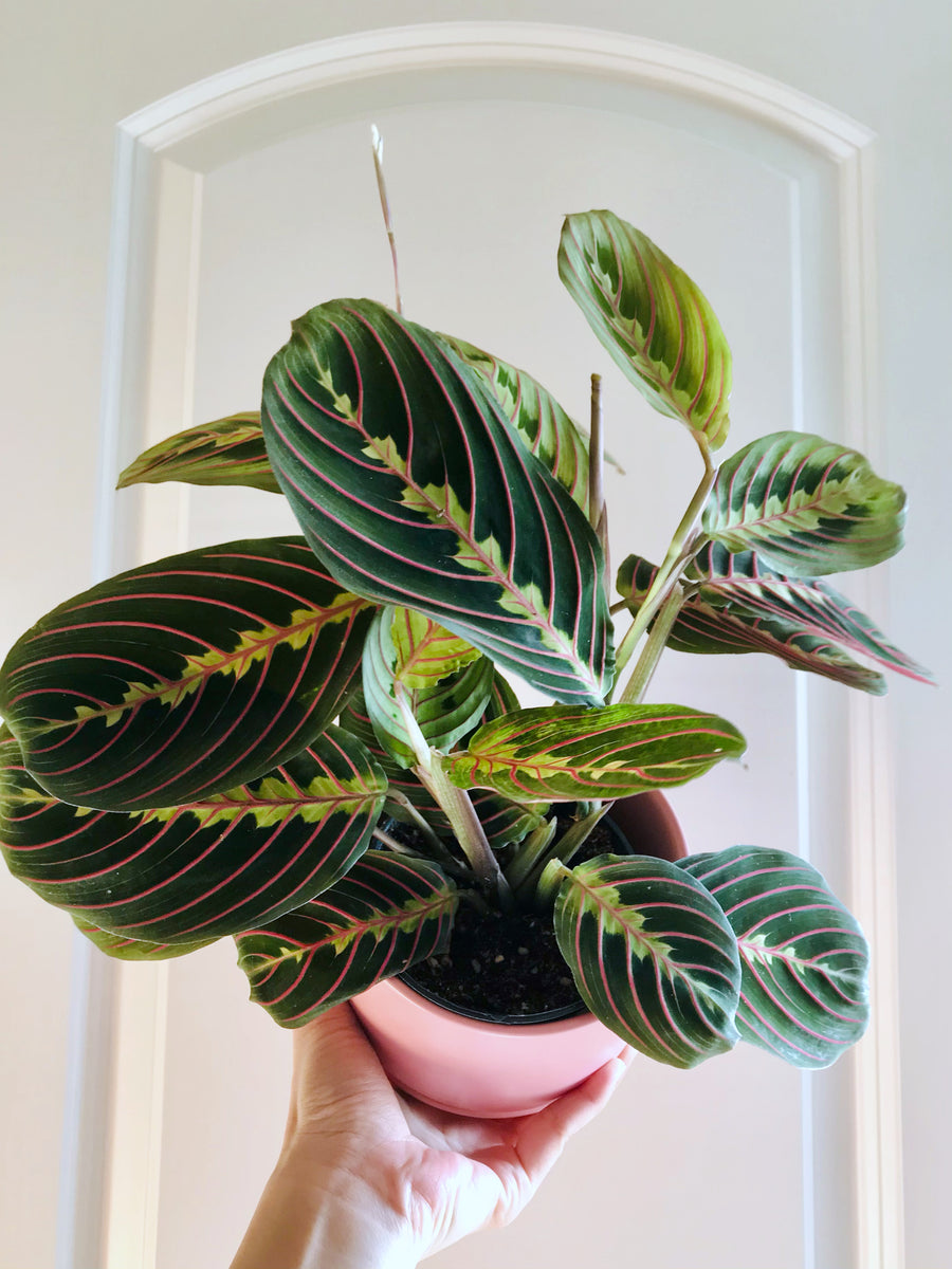 Red Prayer Plant (Maranta Leuconeura) – Happy Sunrize