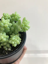 Load image into Gallery viewer, Donkey’s Tail (Sedum Morganianum)