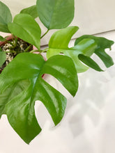 Load image into Gallery viewer, Monstera Ginny (Rhaphidophora Tetrasperma)