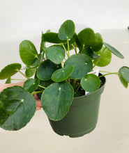 Load image into Gallery viewer, Chinese Money Plant (Pilea Peperomioides)