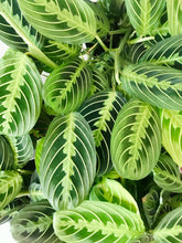 Load image into Gallery viewer, Lemon Lime Prayer Plant (Maranta Leuconeura)