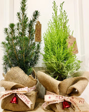 Load image into Gallery viewer, Dwarf Alberta Spruce