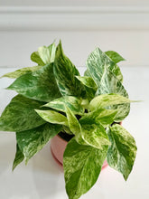 Load image into Gallery viewer, Marble Queen Pothos (Epipremnum aureum)