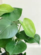 Load image into Gallery viewer, Monstera Deliciosa