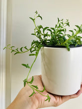 Load image into Gallery viewer, String of Dolphins (Senecio Hippogriff)