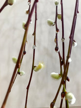 Load image into Gallery viewer, The Tree of Enchantment