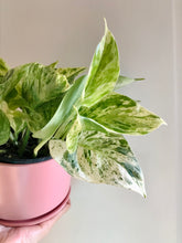Load image into Gallery viewer, Marble Queen Pothos (Epipremnum aureum)