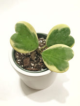 Load image into Gallery viewer, Hoya Kerrii Variegated (Hoya Kerrii Albo)