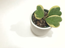 Load image into Gallery viewer, Hoya Kerrii Variegated (Hoya Kerrii Albo)