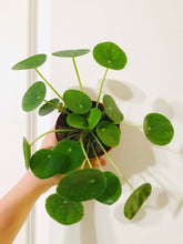 Load image into Gallery viewer, Chinese Money Plant (Pilea Peperomioides)
