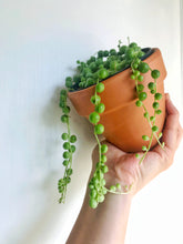 Load image into Gallery viewer, String of Pearls (Senecio Rowleyanus)