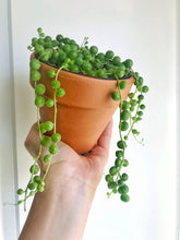 Load image into Gallery viewer, String of Pearls (Senecio Rowleyanus)