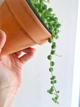 Load image into Gallery viewer, String of Pearls (Senecio Rowleyanus)
