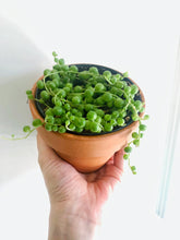 Load image into Gallery viewer, String of Pearls (Senecio Rowleyanus)