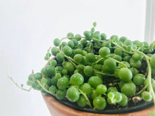 Load image into Gallery viewer, String of Pearls (Senecio Rowleyanus)