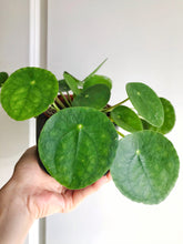Load image into Gallery viewer, Chinese Money Plant (Pilea Peperomioides)