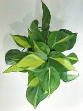 Load image into Gallery viewer, Heartleaf Philodendron (Philodendron Brasil)