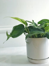 Load image into Gallery viewer, Heartleaf Philodendron (Philodendron Brasil)