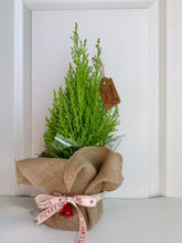 Load image into Gallery viewer, Lemon Lime Cypress