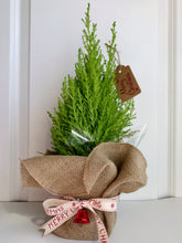 Load image into Gallery viewer, Lemon Lime Cypress