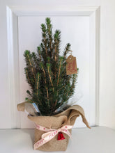 Load image into Gallery viewer, Dwarf Alberta Spruce