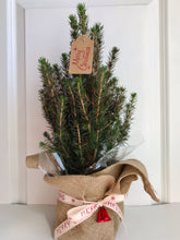 Load image into Gallery viewer, Dwarf Alberta Spruce