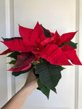 Load image into Gallery viewer, Christmas Poinsettias