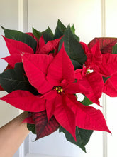 Load image into Gallery viewer, Christmas Poinsettias