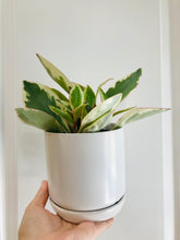 Load image into Gallery viewer, Peperomia Ginny