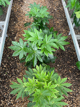 Load image into Gallery viewer, Japanese Aralia (Fatsia Japonica Variegata)