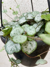 Load image into Gallery viewer, String of Hearts (Ceropegia woodii)