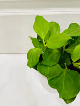 Load image into Gallery viewer, Hoya Pachyclada