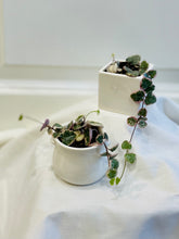 Load image into Gallery viewer, Variegated String of Hearts (Ceropegia woodii variegata )