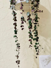 Load image into Gallery viewer, String of Hearts (Ceropegia woodii)