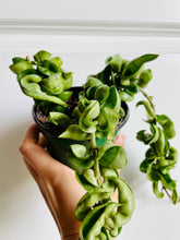 Load image into Gallery viewer, Hoya Hindu Rope (Hoya Carnosa Compacta)
