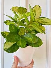 Load image into Gallery viewer, Hoya Australis Lisa
