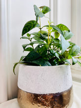 Load image into Gallery viewer, Black Pagoda Lipstick Plant (Aeschynanthus Longicaulis)