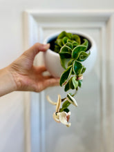 Load image into Gallery viewer, Hoya Hindu Rope (Hoya Carnosa Compacta)