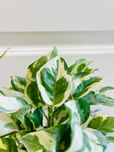 Load image into Gallery viewer, N’Joy Pothos (Epipremnum Aureum N’Joy)